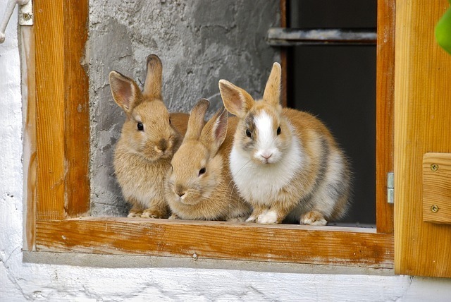 rabbit-2409186_640.jpg